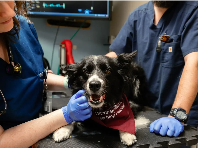 Service Dog Receives LifeSaving Pacemaker at Texas A&M University